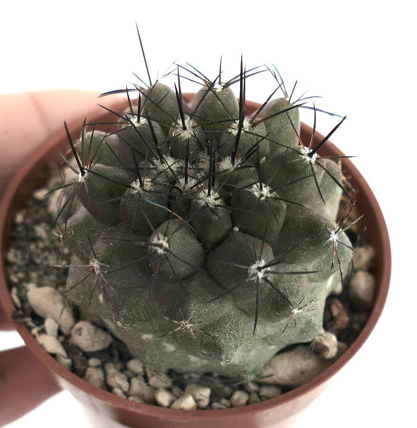 Copiapoa cinerea X humilis V09