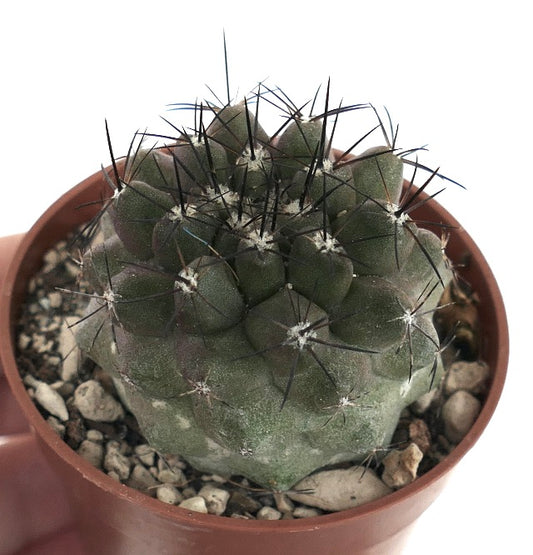 Copiapoa cinerea X humilis V09