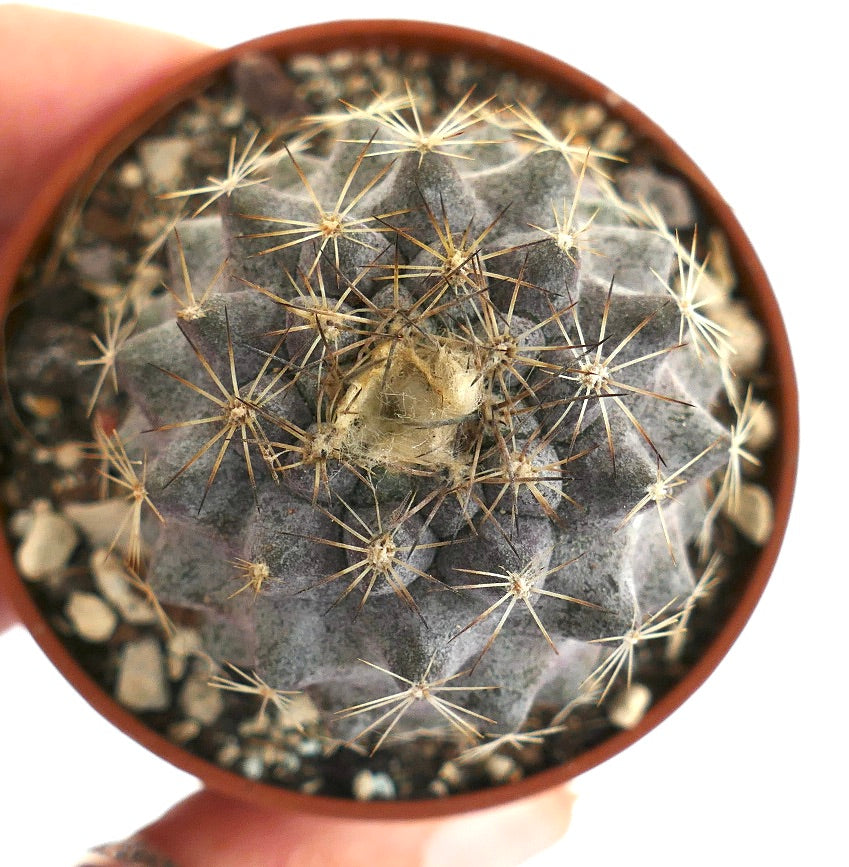 Copiapoa tenuissima X Copiapoa humilis Q21