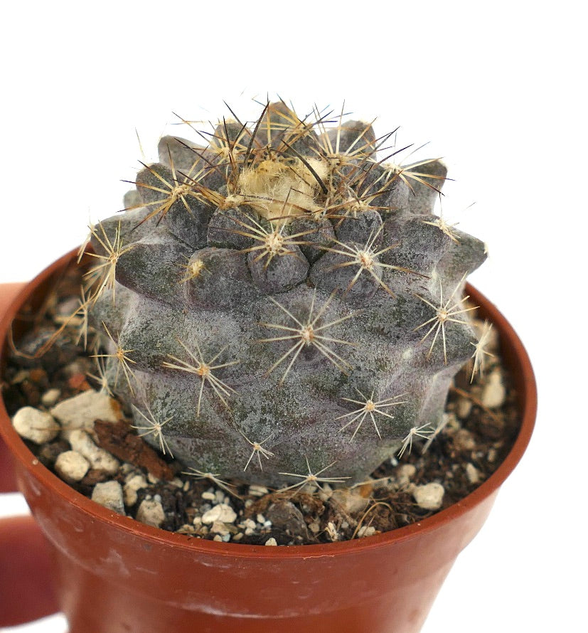 Copiapoa tenuissima X Copiapoa humilis Q21