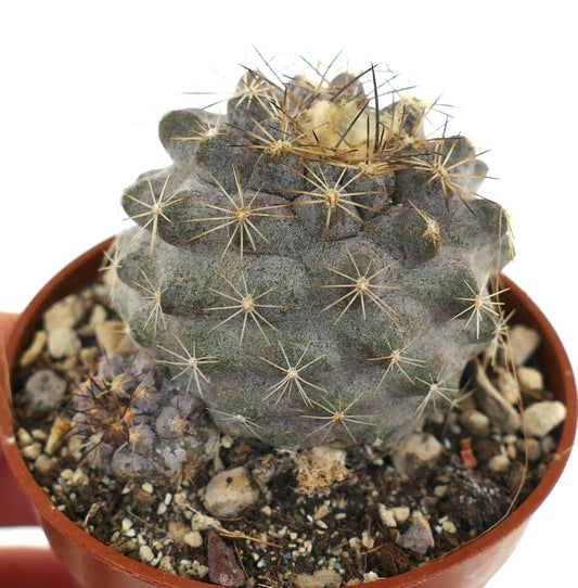 Copiapoa tenuissima X Copiapoa humilis Q21