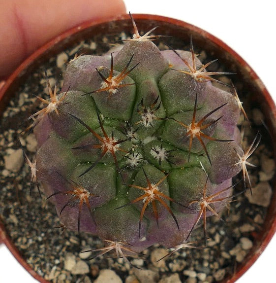 Copiapoa griseoviolacea X serpentisulcata 6.50