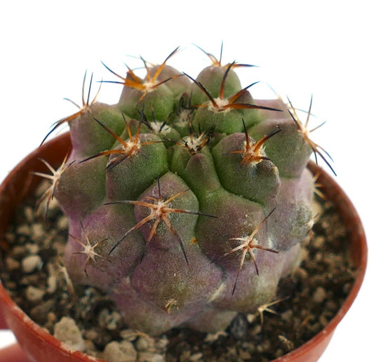 Copiapoa griseoviolacea X serpentisulcata 6.50