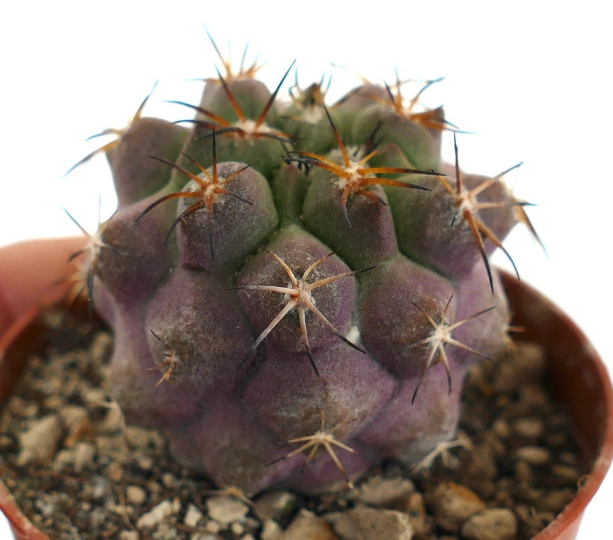 Copiapoa griseoviolacea X serpentisulcata 6.50