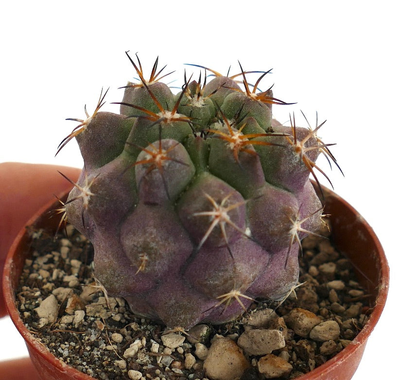 Copiapoa griseoviolacea X serpentisulcata 6.50