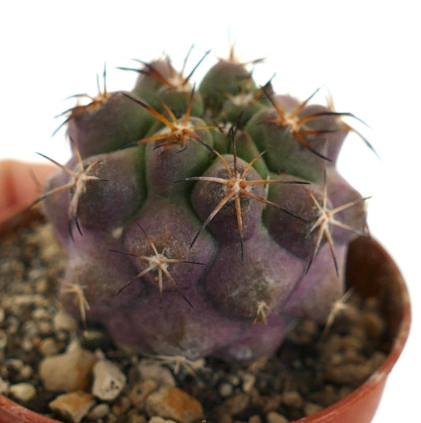 Copiapoa griseoviolacea X serpentisulcata 6.50