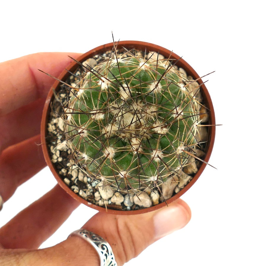 Copiapoa variispinata (Quebrada Izcuna) R19S