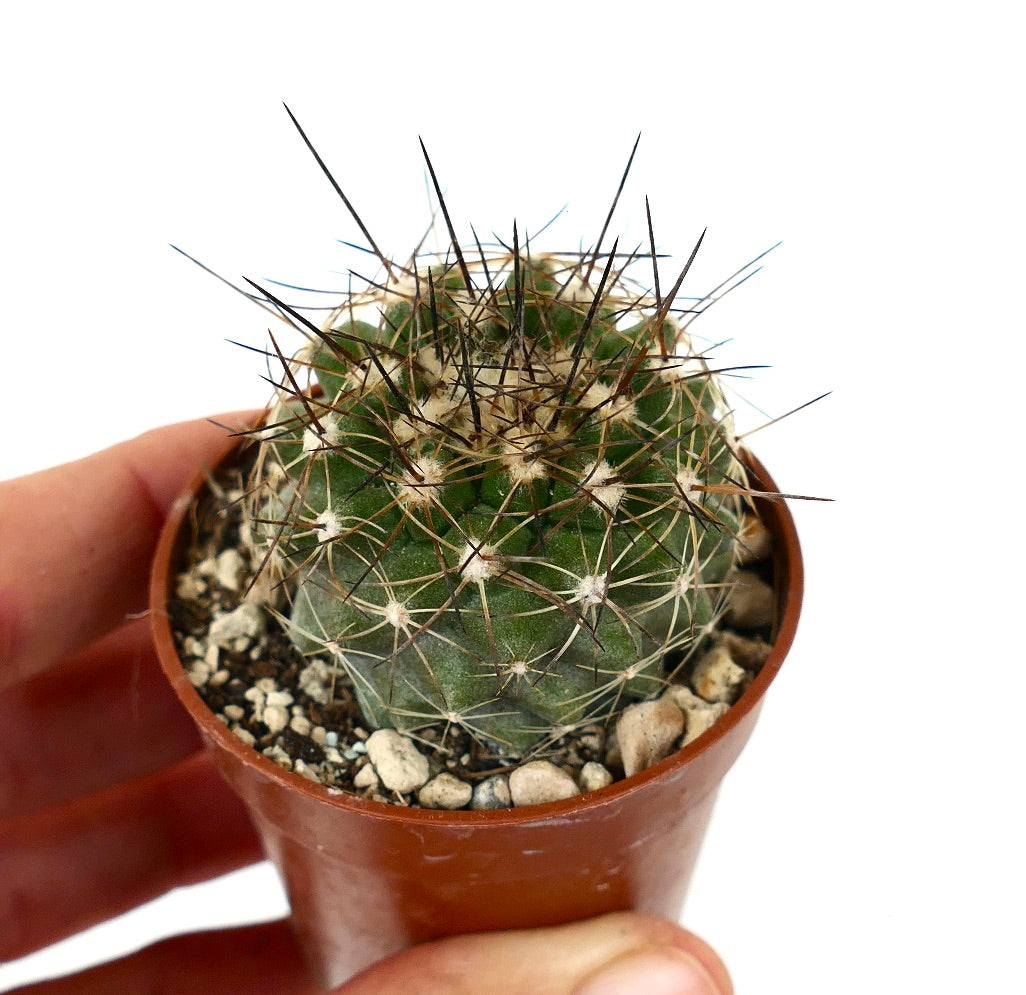 Copiapoa variispinata (Quebrada Izcuna) R19S