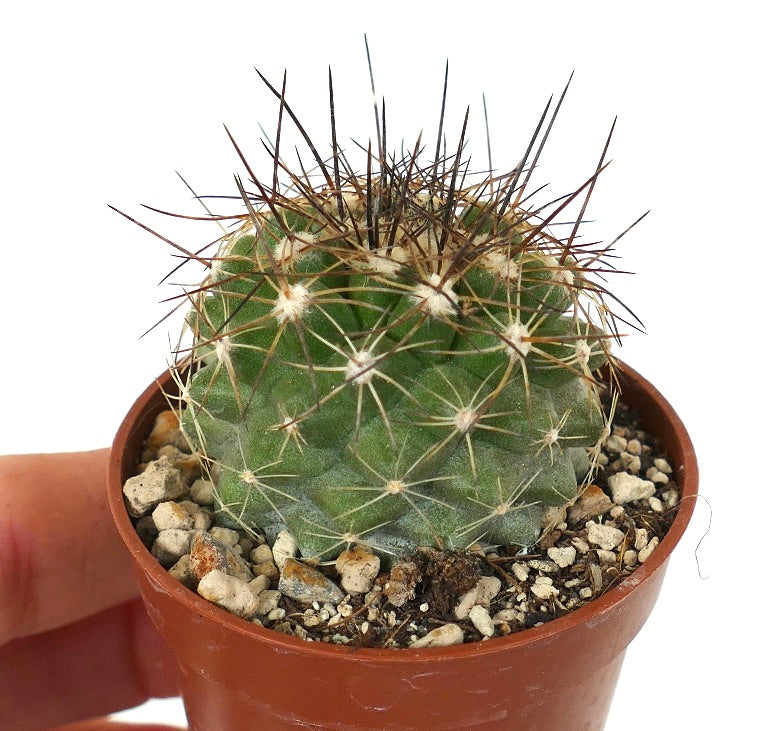 Copiapoa variispinata (Quebrada Izcuna) R19S