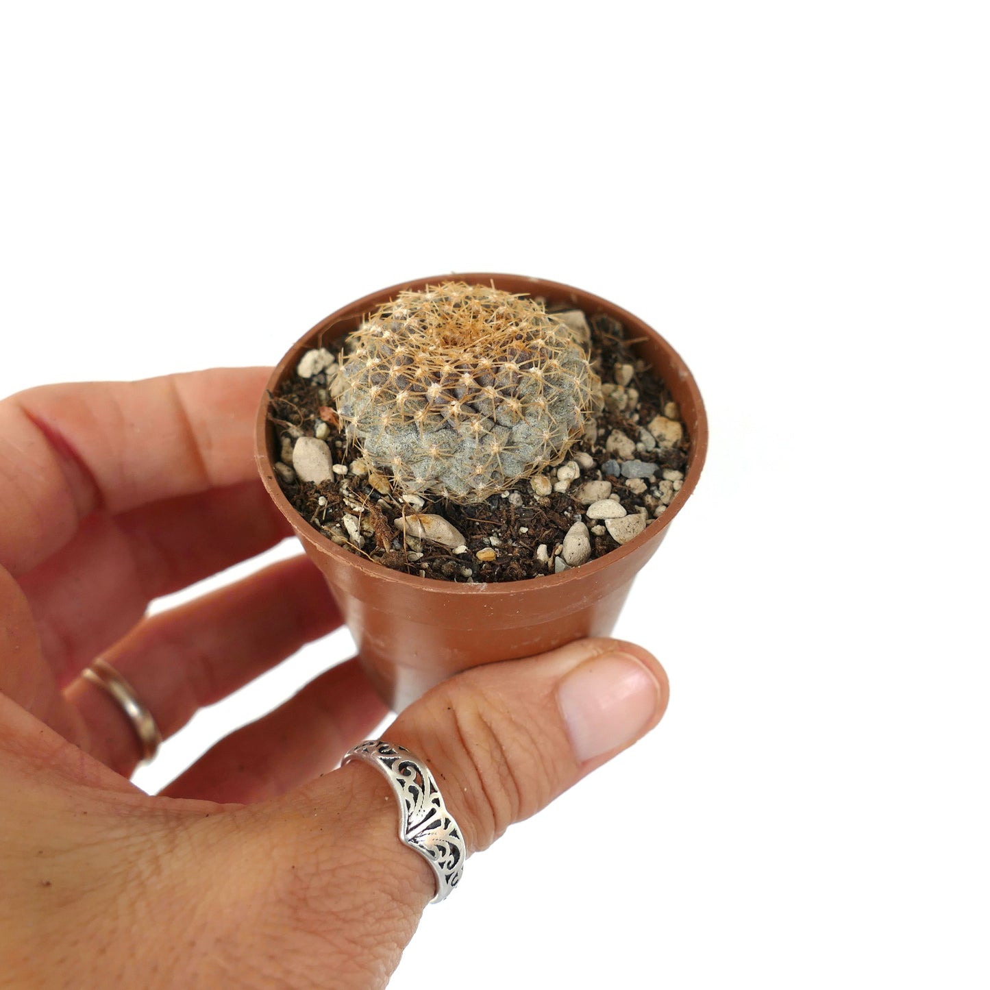 Copiapoa tenuissima ANTOFAGASTA (CHILE)