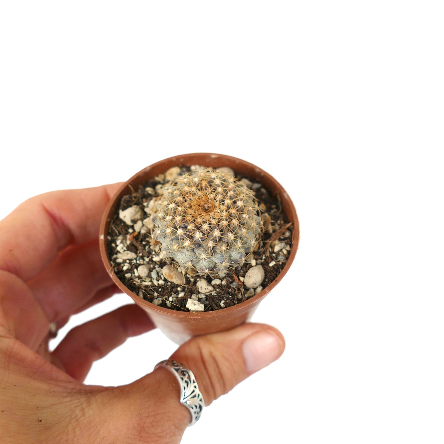 Copiapoa tenuissima ANTOFAGASTA (CHILE)