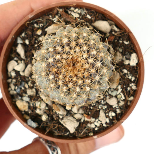 Copiapoa tenuissima ANTOFAGASTA (CHILE)