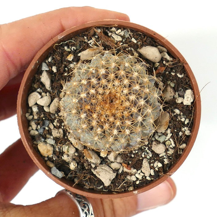 Copiapoa tenuissima ANTOFAGASTA (CHILE)