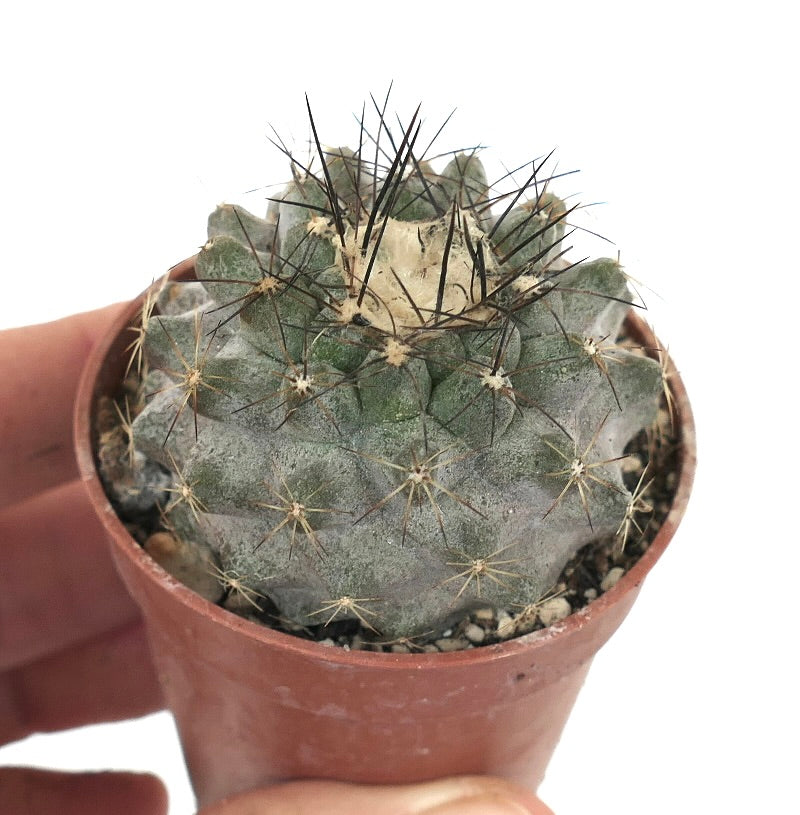 Copiapoa humilis A9