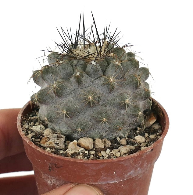 Copiapoa humilis A9