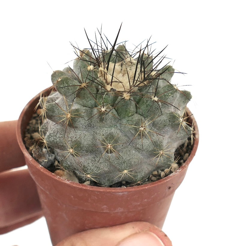 Copiapoa humilis A9