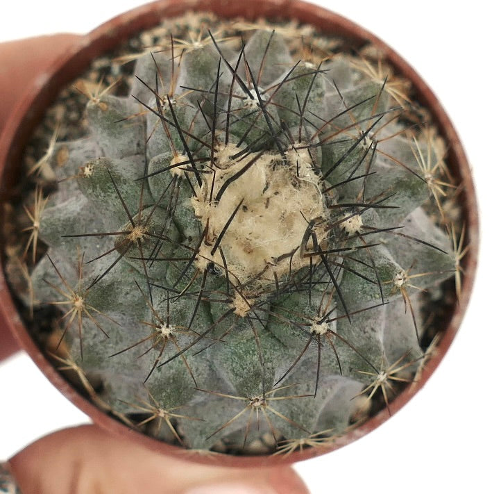 Copiapoa humilis A9