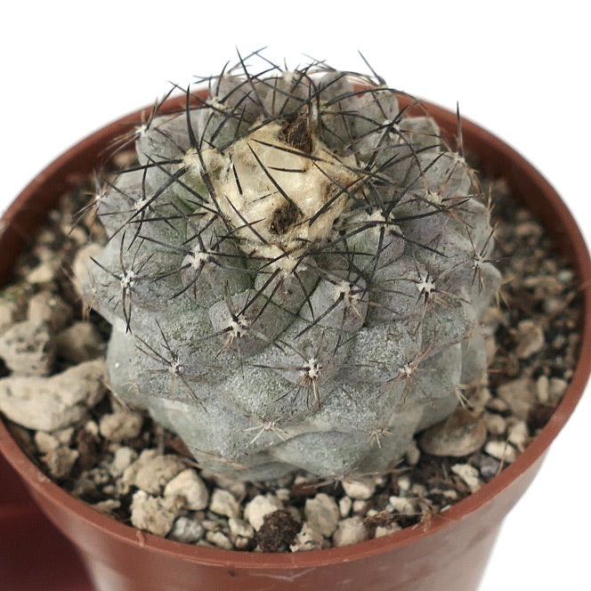 Copiapoa humilis N4