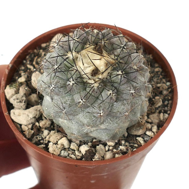 Copiapoa humilis N4