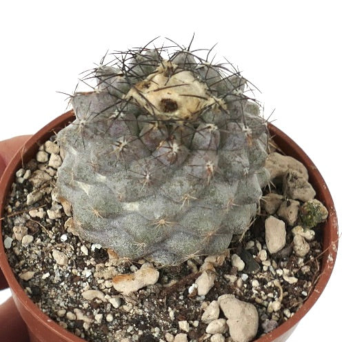 Copiapoa humilis N4