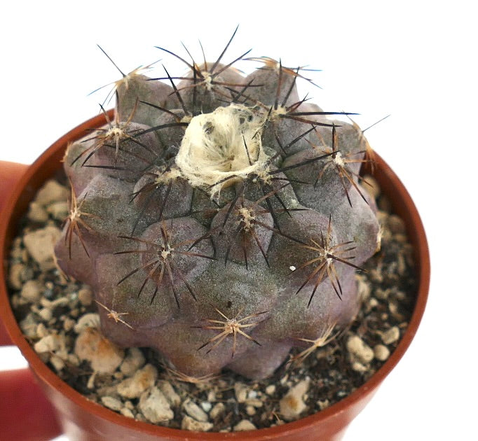 Copiapoa cinerea X hypogaea BAZ