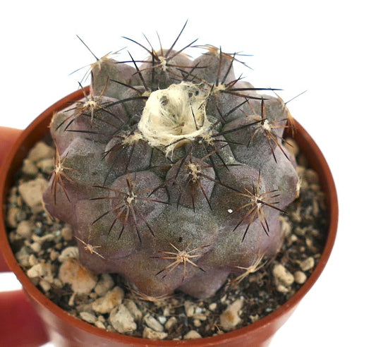 Copiapoa cinerea X hypogaea BAZ