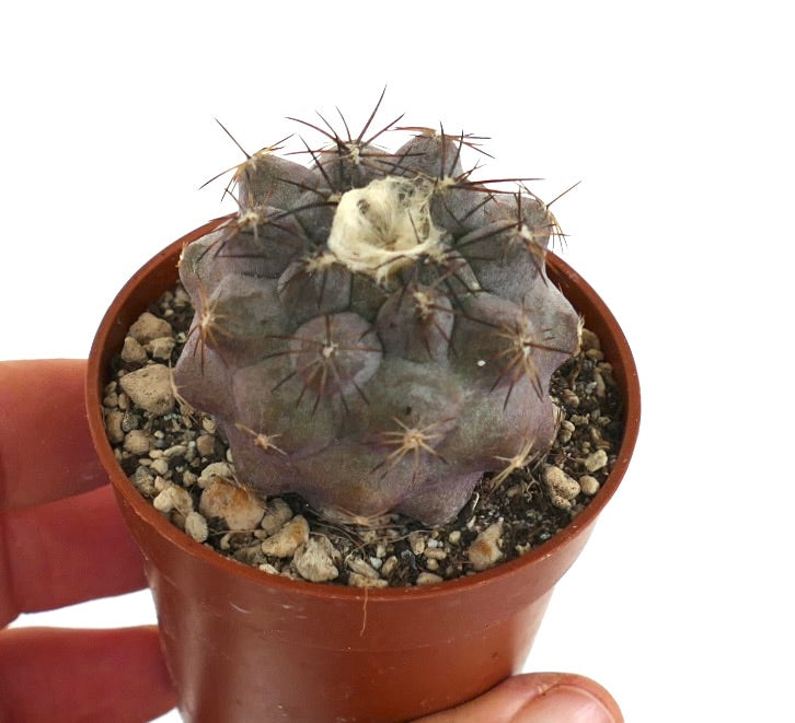 Copiapoa cinerea X hypogaea BAZ