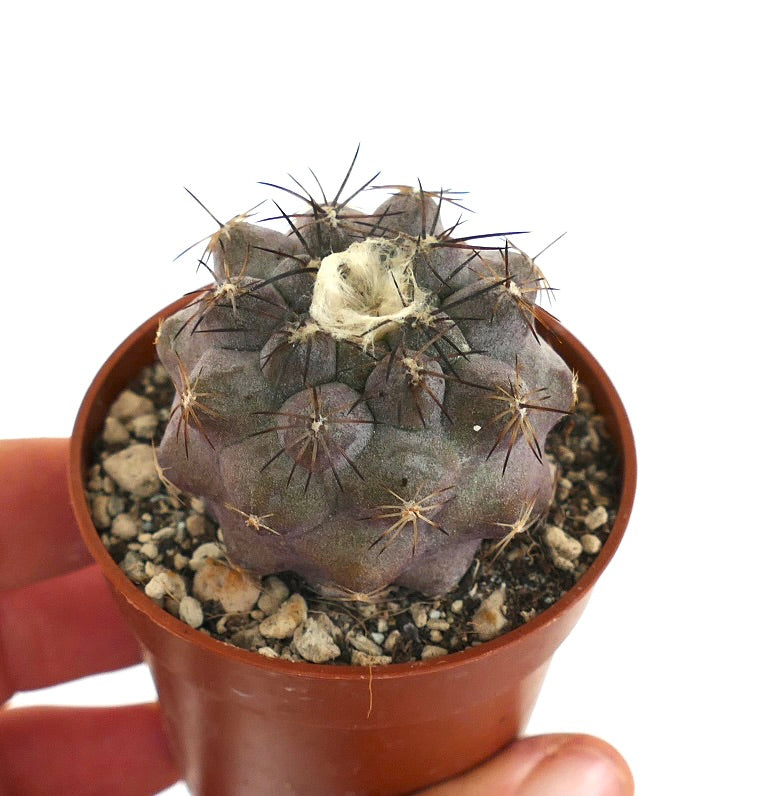 Copiapoa cinerea X hypogaea BAZ