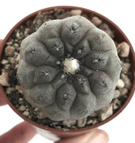 Copiapoa hypogaea NUDA