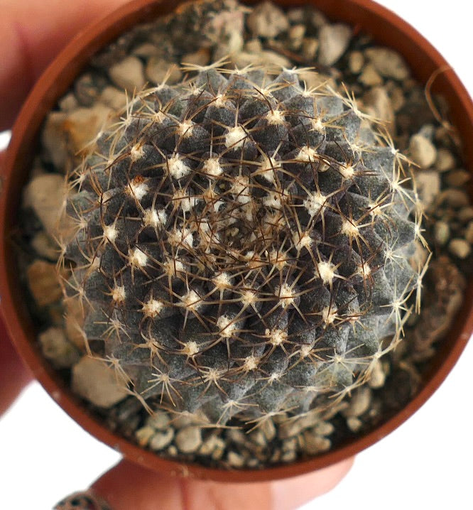 Copiapoa tenuissima SOUTH OF ANTOFAGASTA (CHILE)