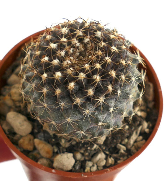 Copiapoa tenuissima SOUTH OF ANTOFAGASTA (CHILE)