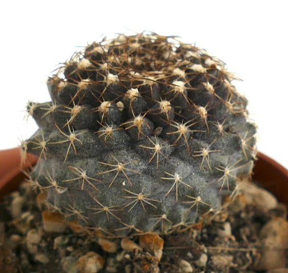 Copiapoa tenuissima SOUTH OF ANTOFAGASTA (CHILE)