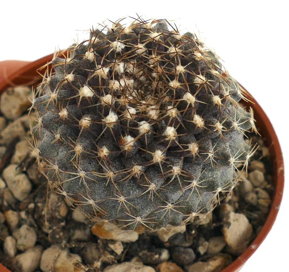 Copiapoa tenuissima SOUTH OF ANTOFAGASTA (CHILE)