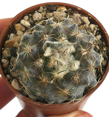 Copiapoa tenuissima GG7