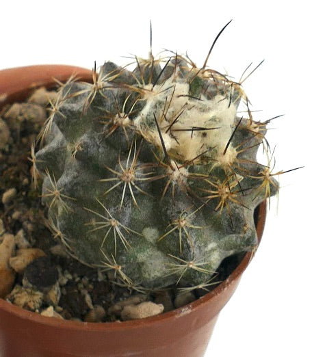 Copiapoa tenuissima GG7