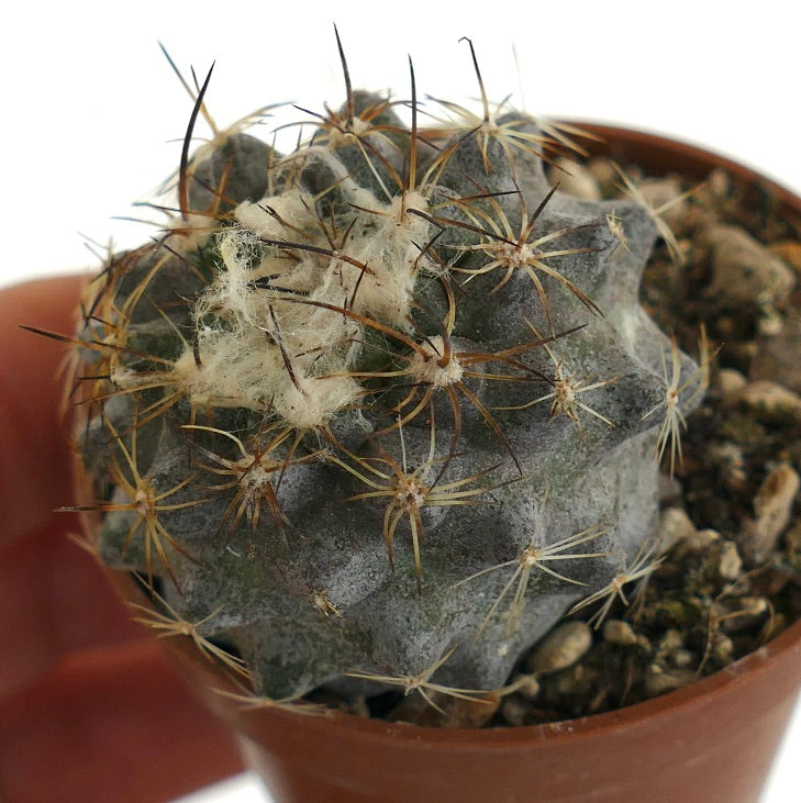 Copiapoa tenuissima GG7