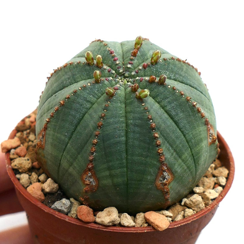 Euphorbia obesa BROWN ARROWS MARKS