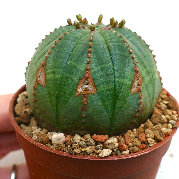 Euphorbia obesa BROWN ARROWS MARKS