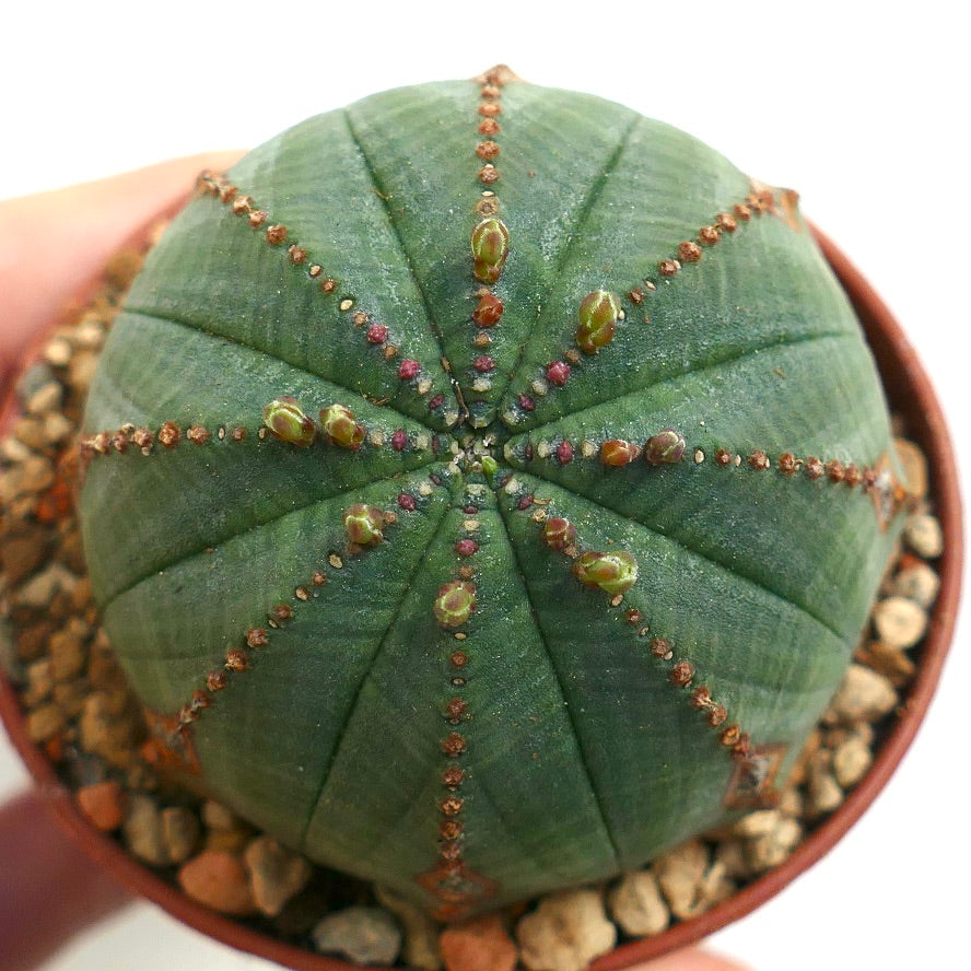 Euphorbia obesa BROWN ARROWS MARKS