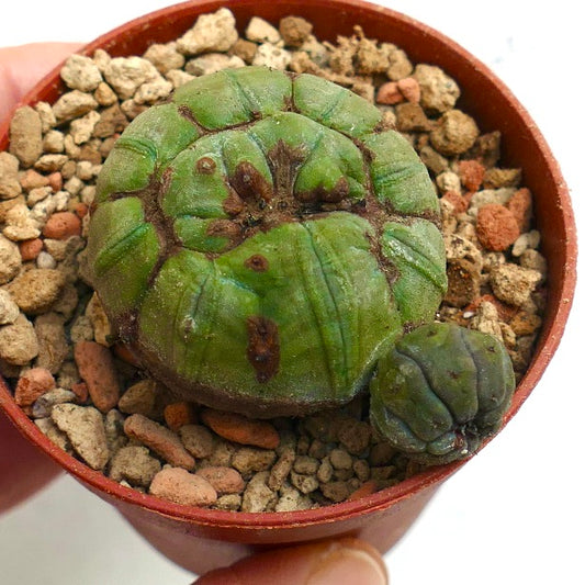 Euphorbia obesa GREEN & MONSTRUOSUS APEX