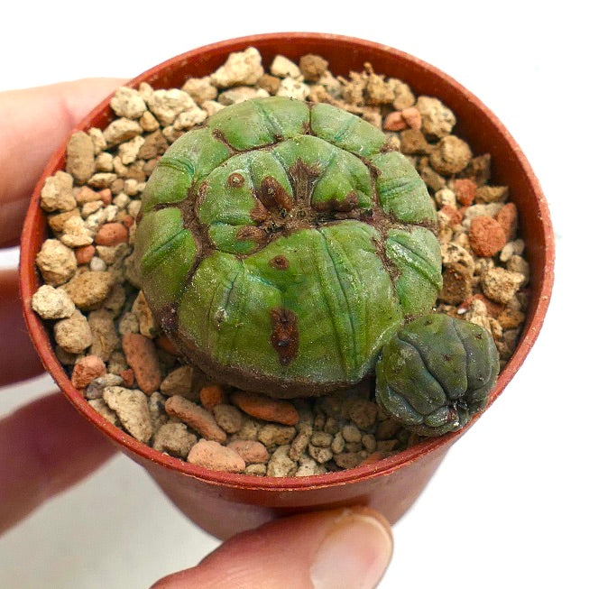 Euphorbia obesa GREEN & MONSTRUOSUS APEX