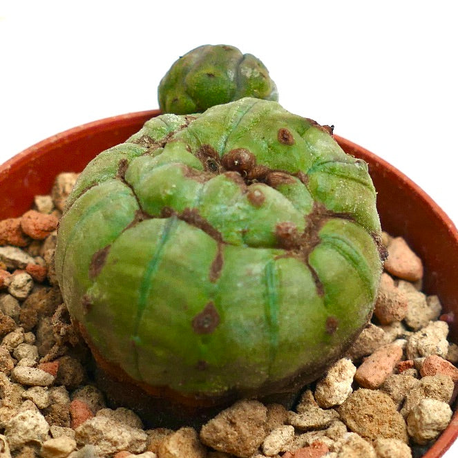 Euphorbia obesa GREEN & MONSTRUOSUS APEX