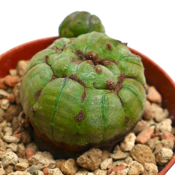 Euphorbia obesa GREEN & MONSTRUOSUS APEX