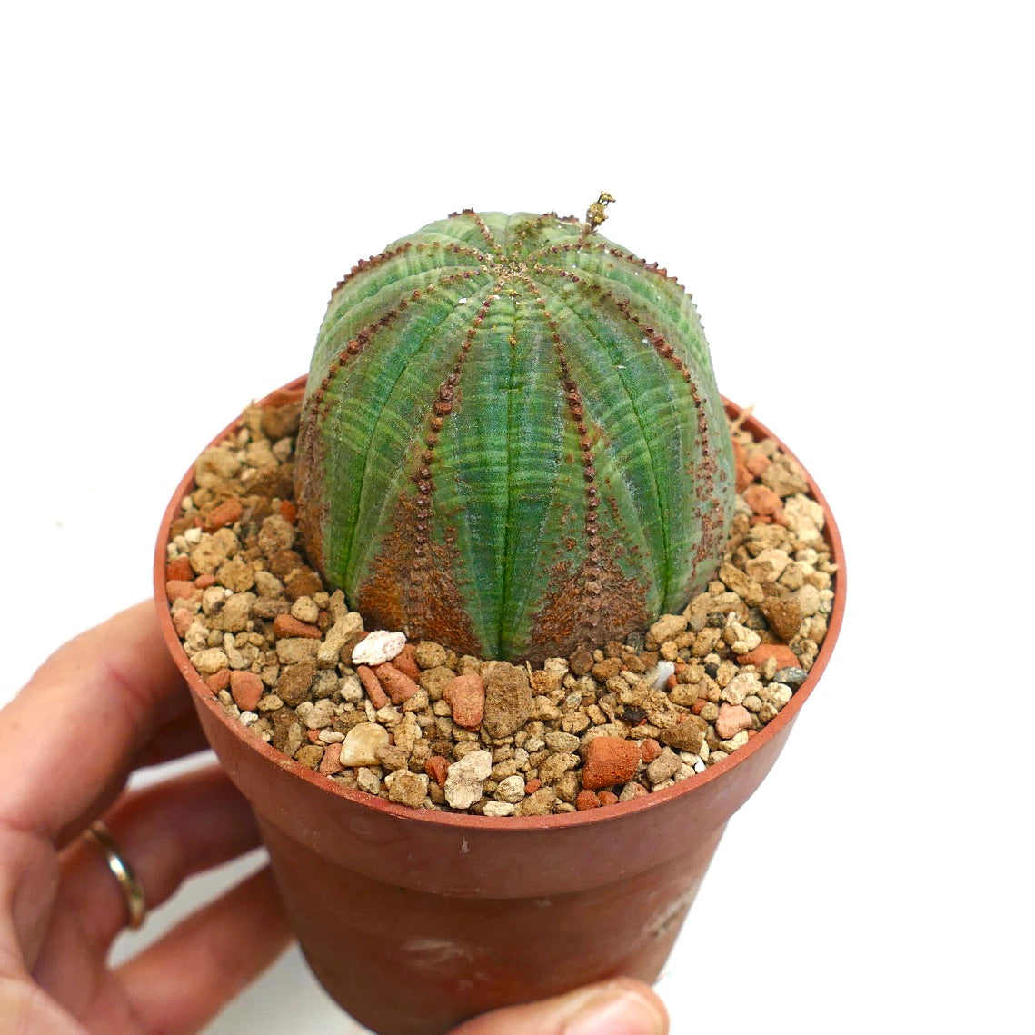 Euphorbia obesa BROWN MARKS