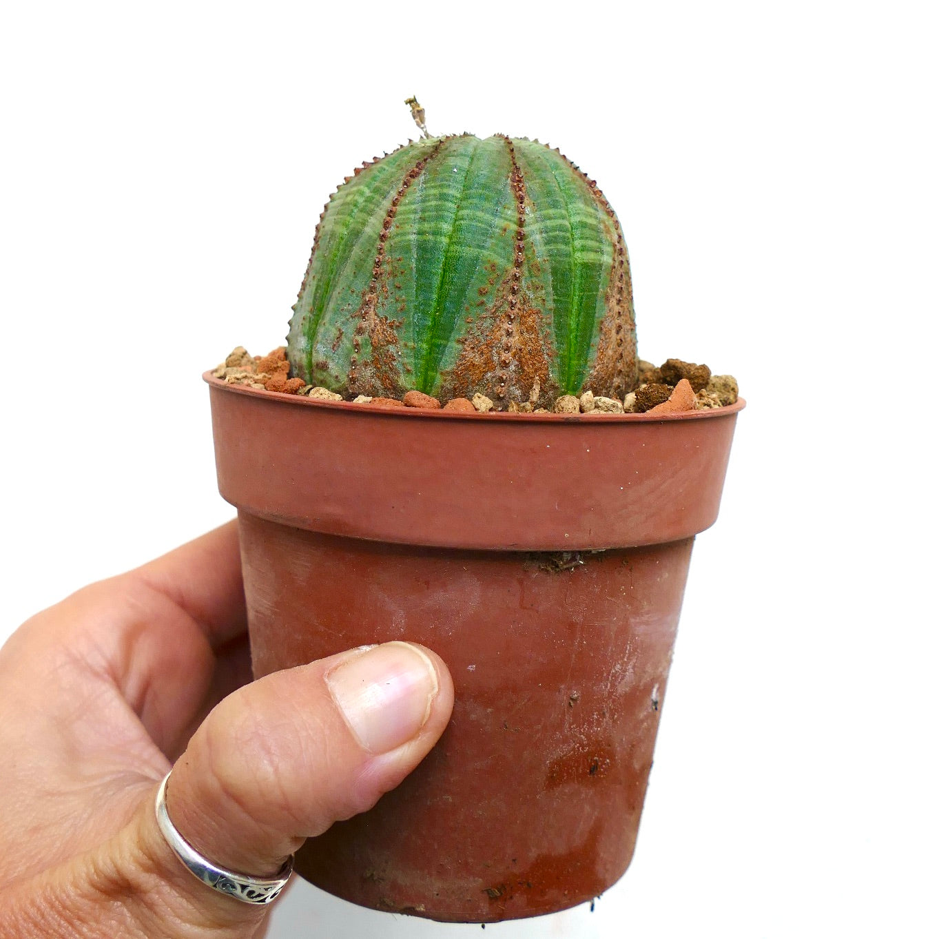 Euphorbia obesa BROWN MARKS