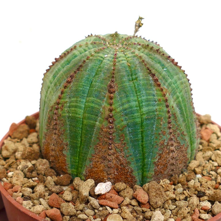 Euphorbia obesa BROWN MARKS