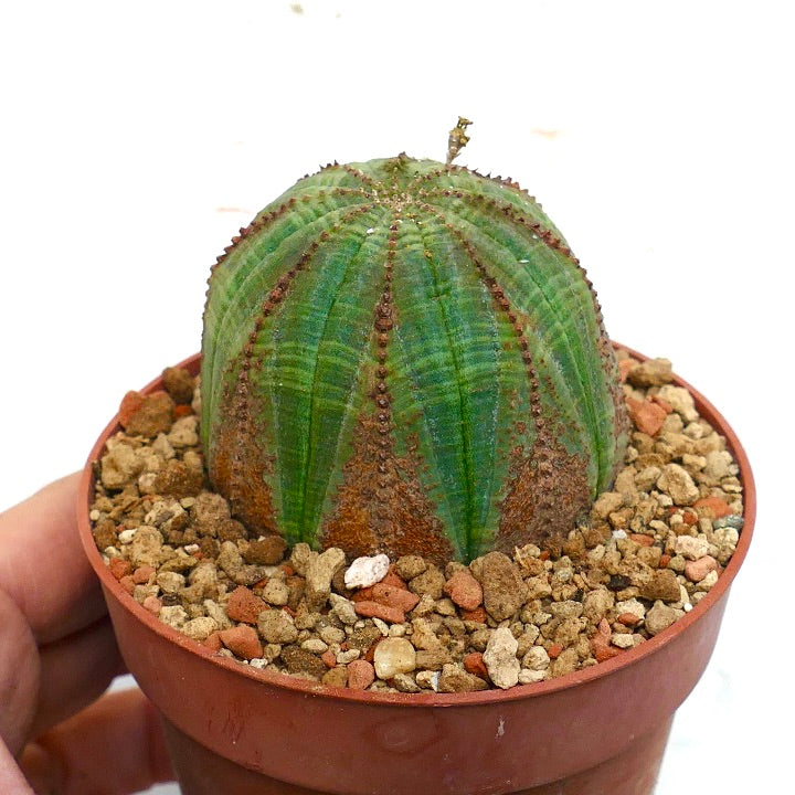 Euphorbia obesa BROWN MARKS