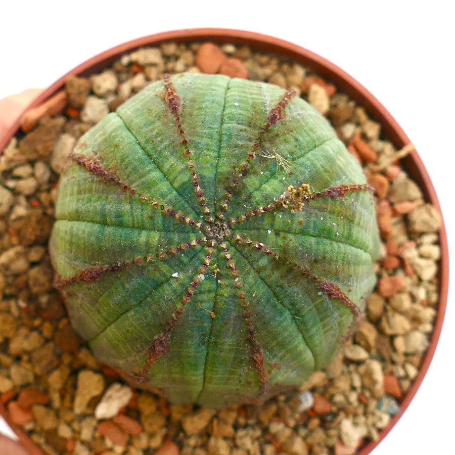 Euphorbia obesa BROWN MARKS