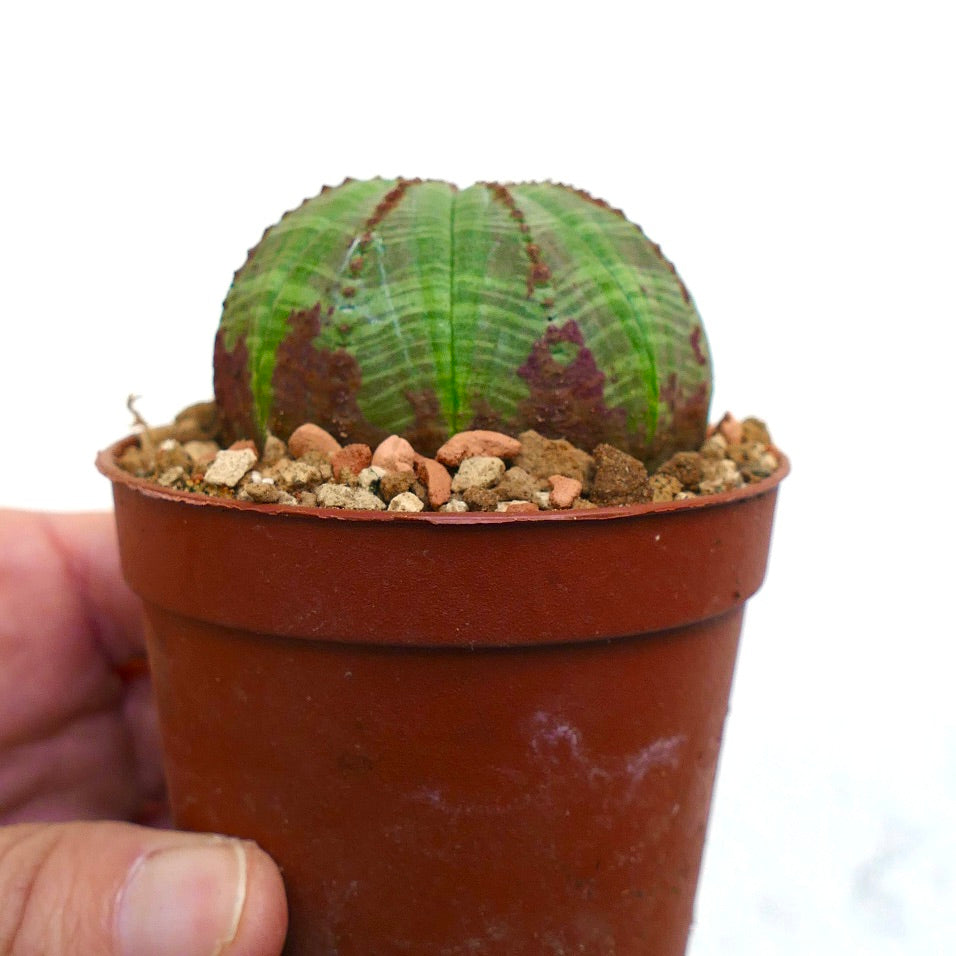 Euphorbia obesa BROWN MARKS