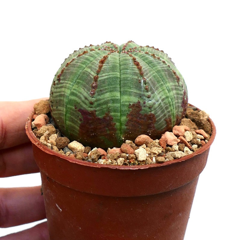 Euphorbia obesa BROWN MARKS